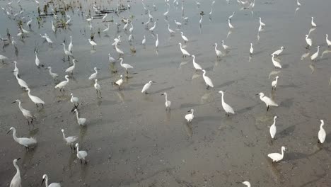Flock-of-egret-birds-at-paddy-field-at-Penang,-Malaysia.